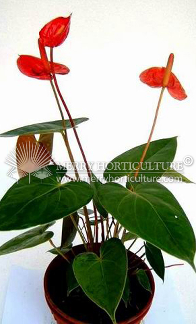 Anthurium Valentino
